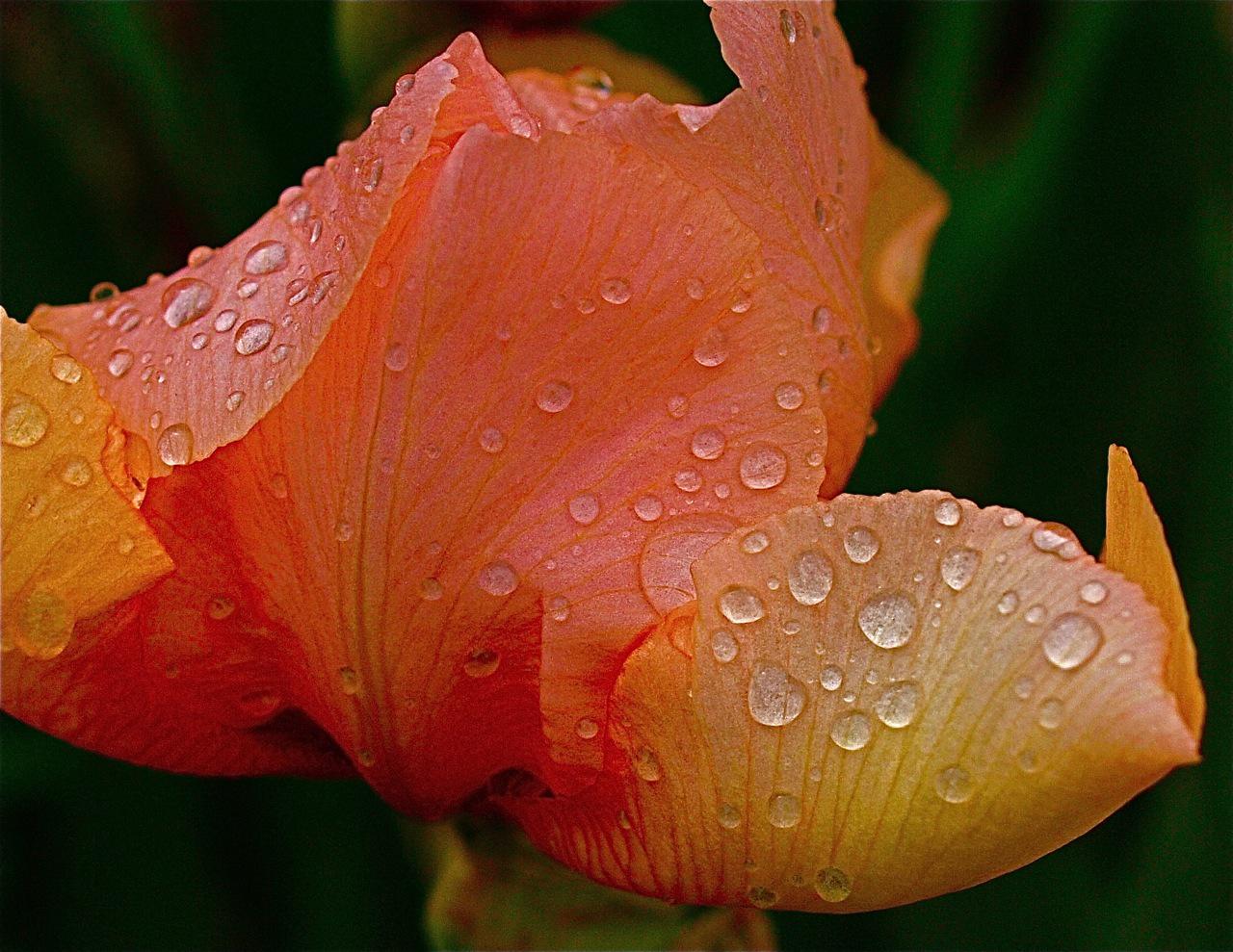 Lilie nach  Regen