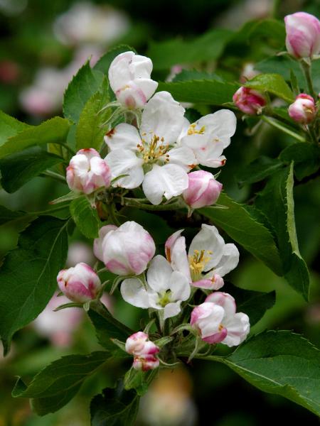 endlich Frühling