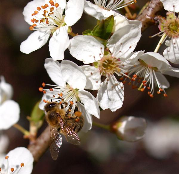 Biene auf Prunus