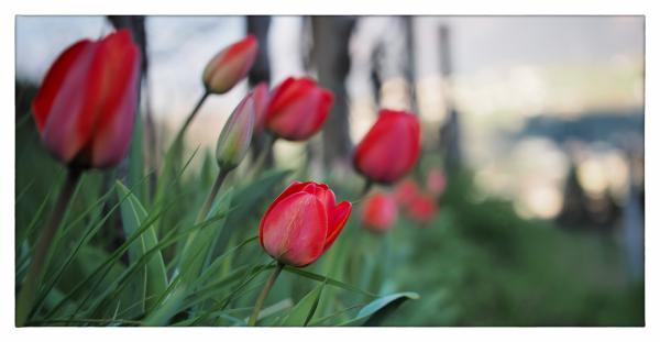 Frühling lässt grüßen