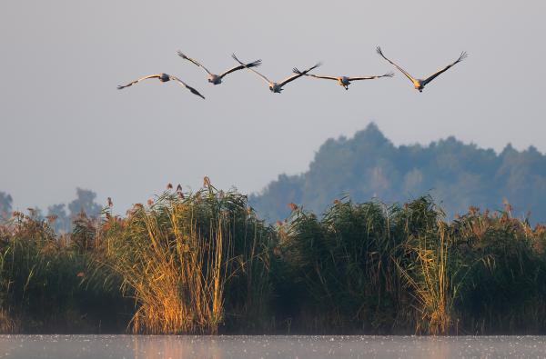 Wildlife Fotografie in Milicz, Polen