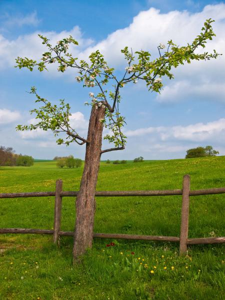 Frühling