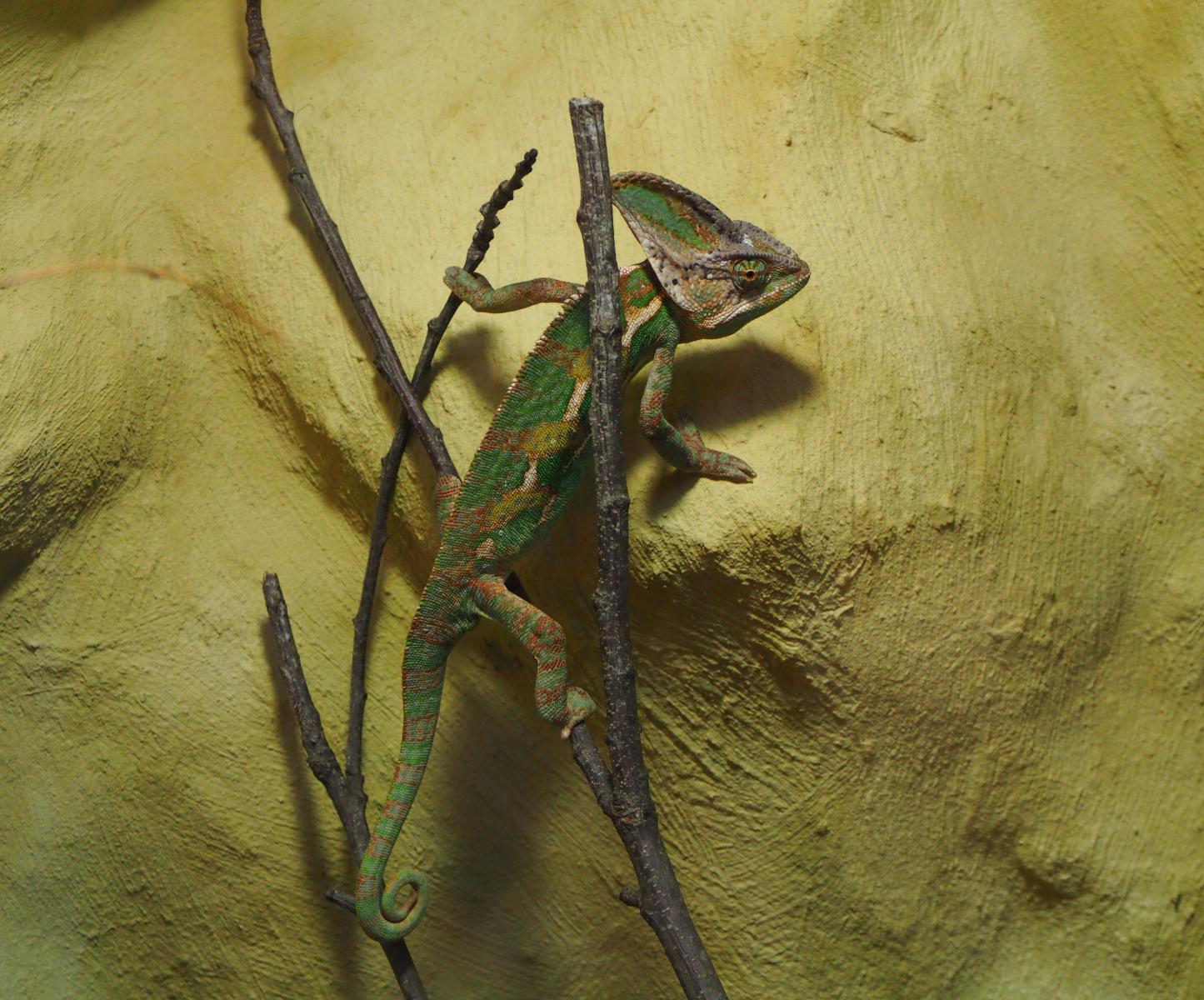 Ein Chameleon zeigt sich