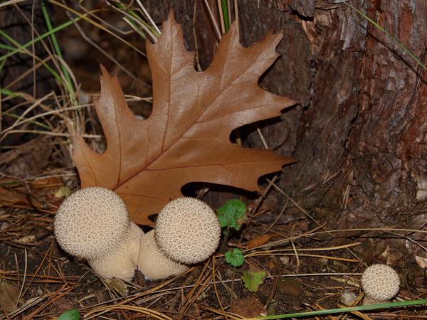 Familie Bovist