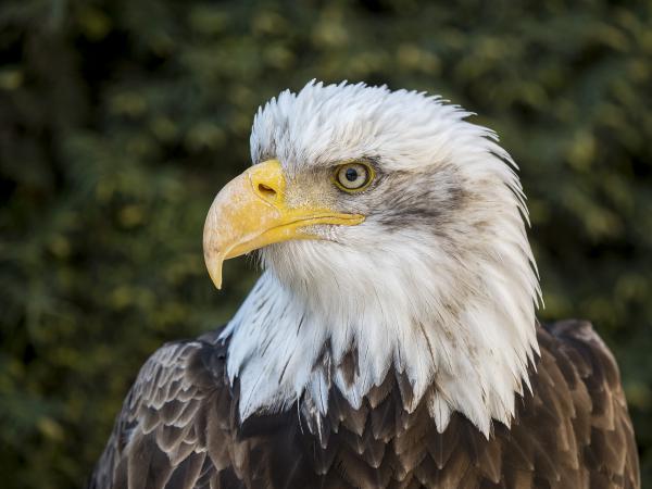 Weißkopfseeadler