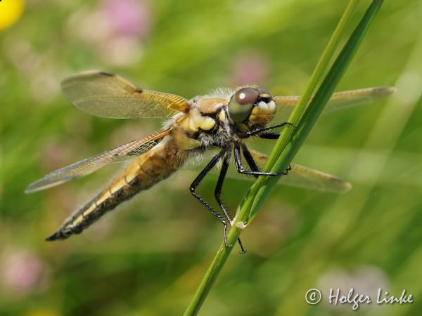 Libelle in der Wiese