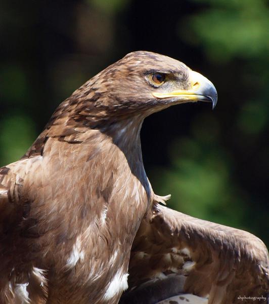 Steinadler