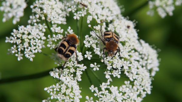 Sind das Bienen?