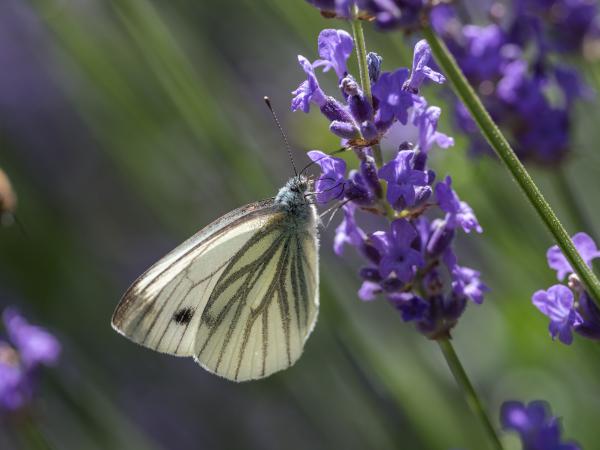 Schmetterling