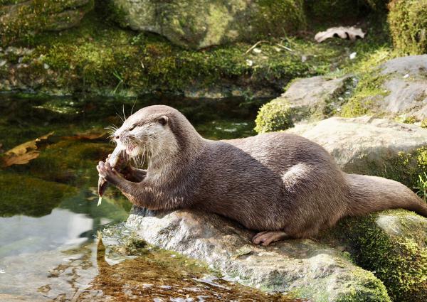 Otter