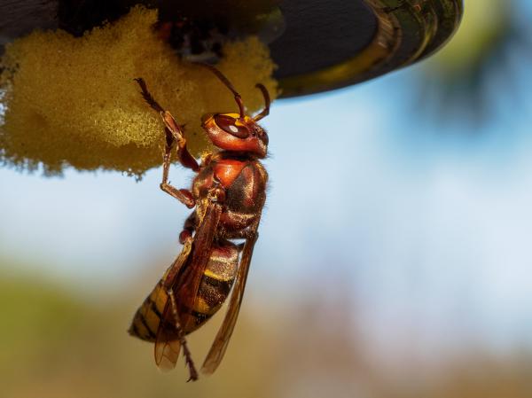 Hornisse an einer Insektentränke