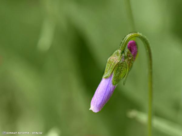 Veilchenblüte