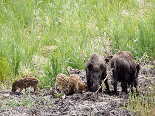 Wildschweine