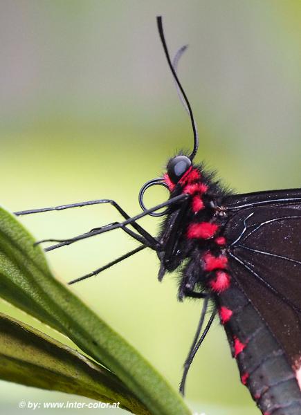 Kleine Fledermaus, Pachliopta kotzebuea