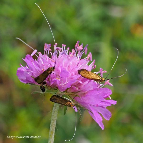 Langhornmotte, Nemophora metallica