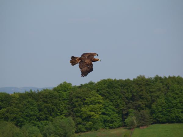 Adler Flug