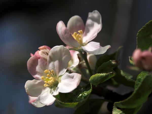 Apfelblüte im Garten