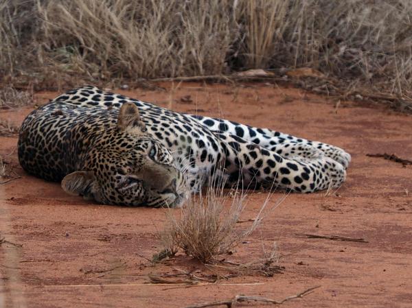 Schlafender Leopard