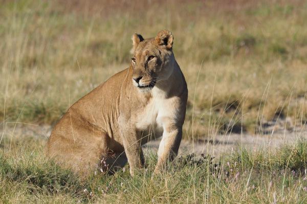 Löwin im Etosha Nationalpark