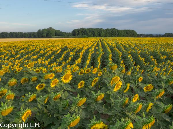 Sonnenblumen