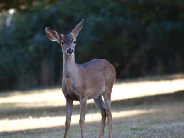 California Deer