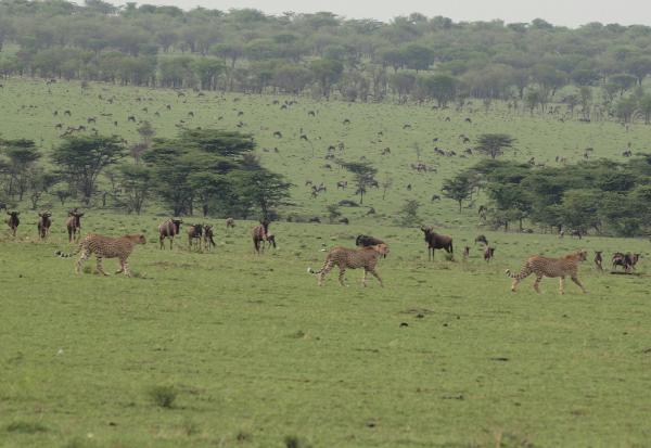 TANSANIEN Safari 2011