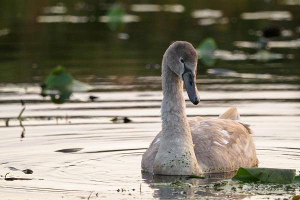 Junger Schwan im Abendlicht