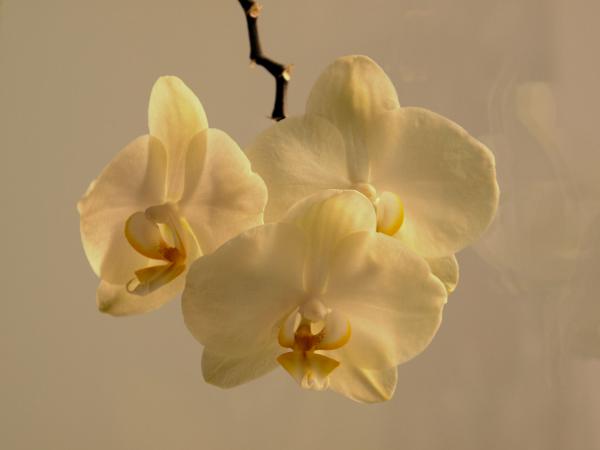 nur ne Orchidee