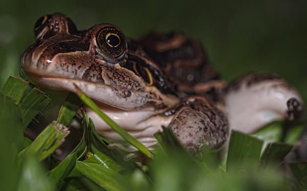 Neulich nachts im Garten