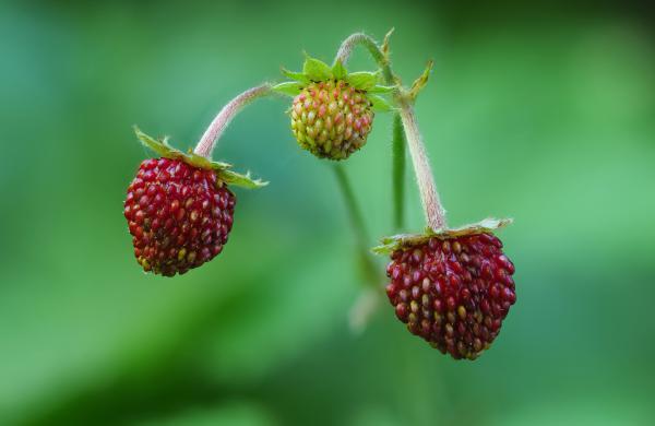 Walderdbeeren