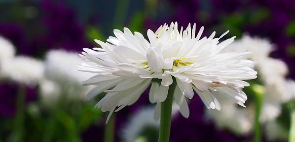 Weiße Blüte im Profil