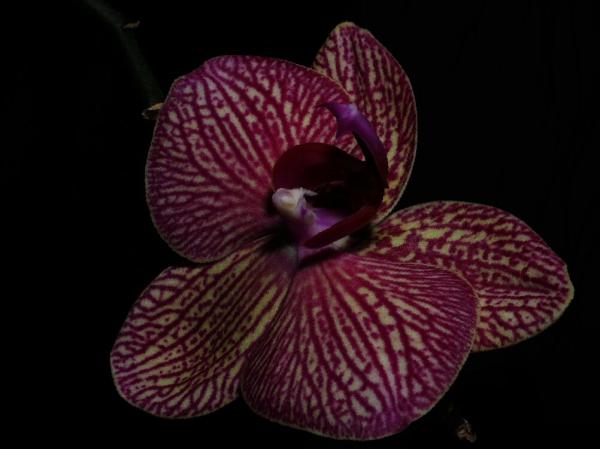 Orchidee