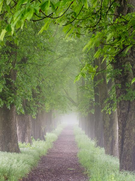 Kastanienallee im Nebel