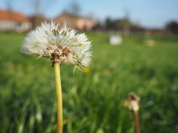 Pusteblume