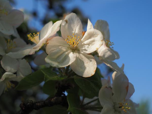 Apfelblüten I