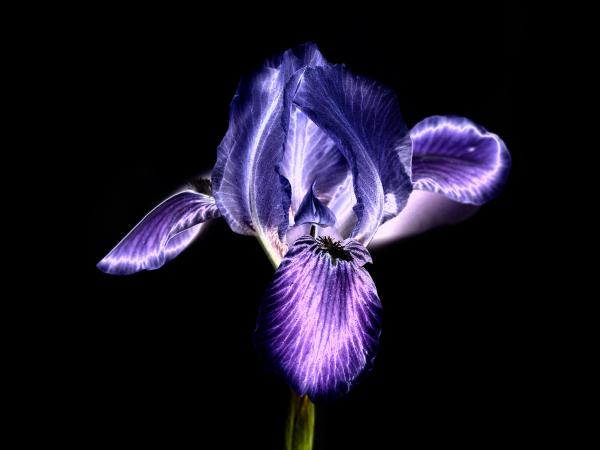 Iris Barbata Nana "Blue Denim"