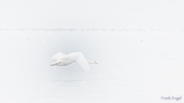 Schwan im Nebel