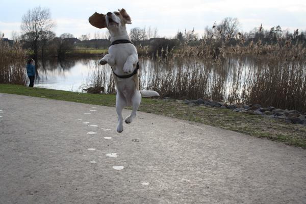 Beagle Pekoe beim Sport