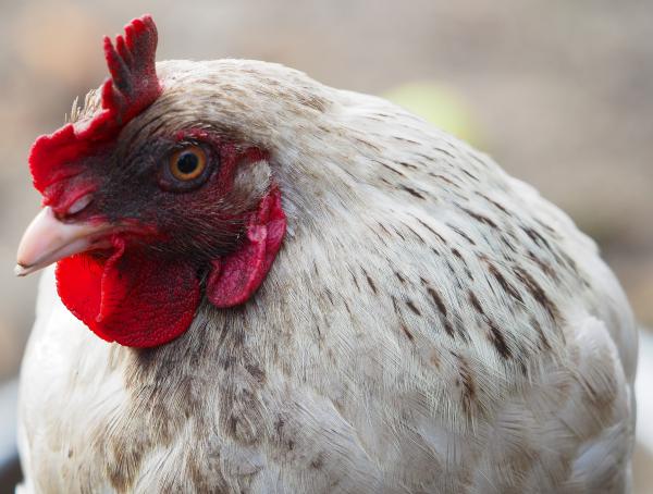 Hühner sind ja so sensibel und liebesbedürftig!