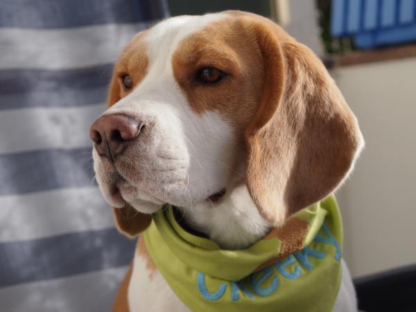 Beagle Pekoe mit Portraitobjektiv fotografiert