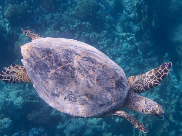 Unterwasserwelt Makadi Bay Ägypten  Meeresschildkröte