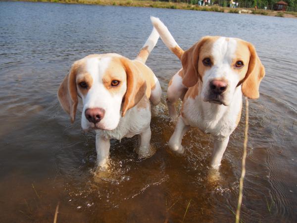 Beagles Bailey & Pekoe im Wasser