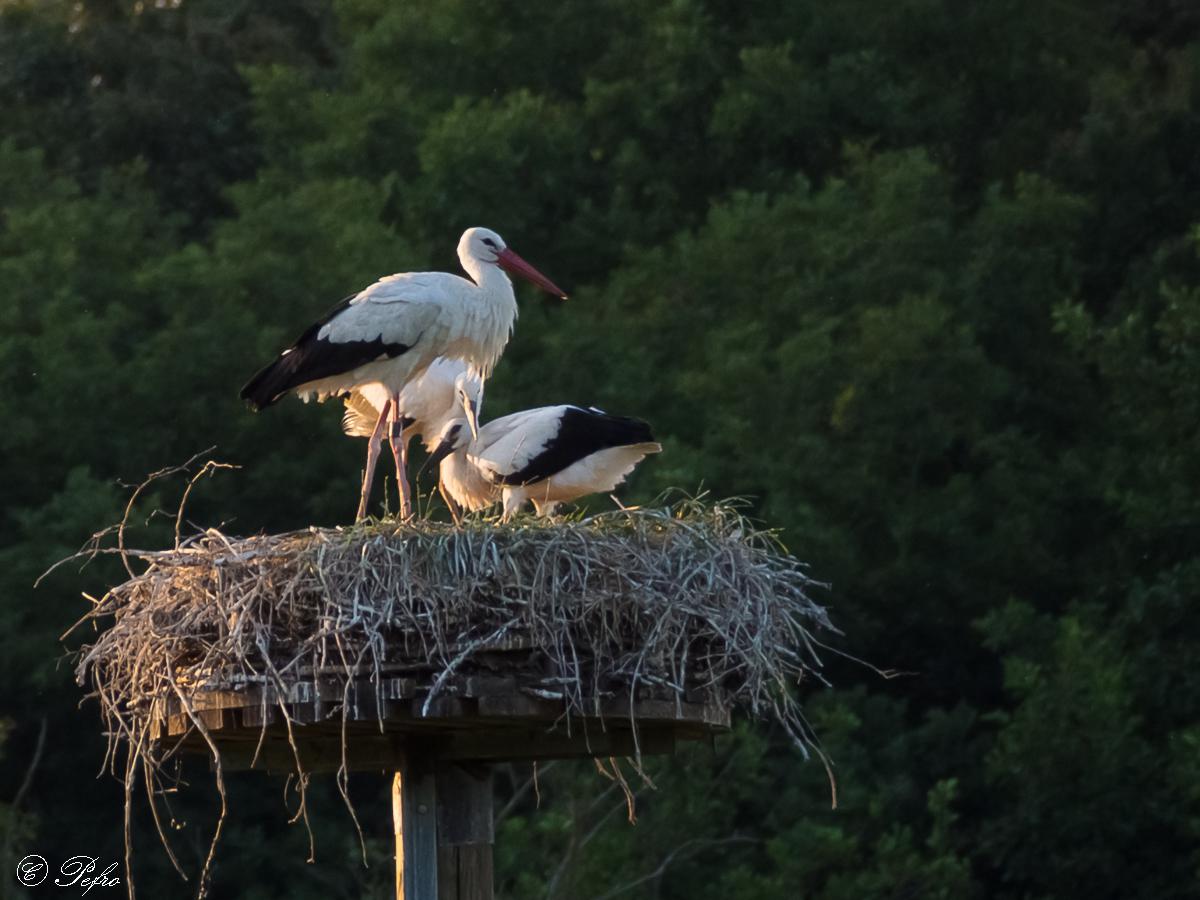 Familie Storch im Abendrot