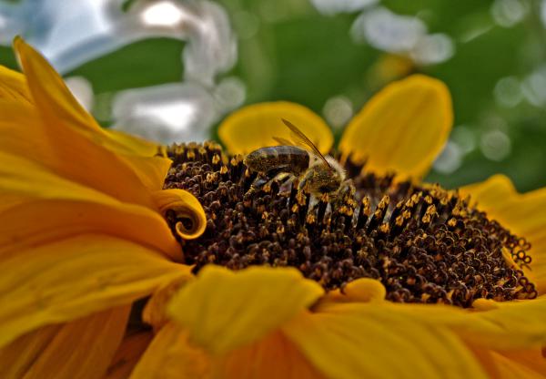 Biene bei der Arbeit in der Sonnenblume