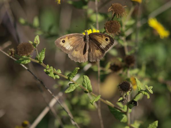 Schmetterling (Name nicht bekannt)