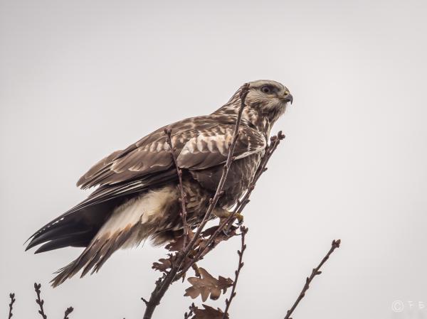 Bussard