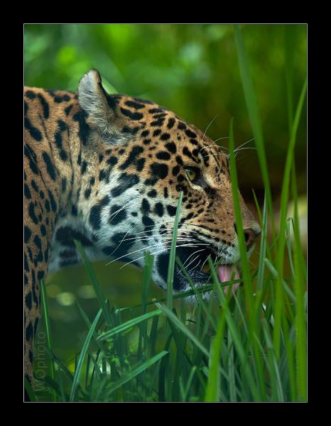 not Wildlife Jaguar
