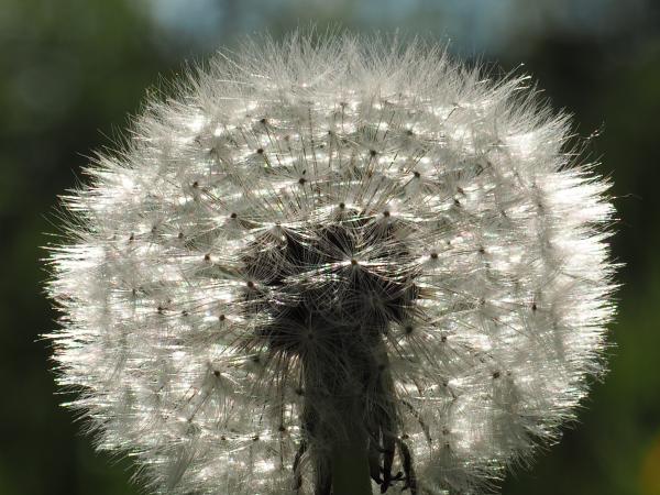 Pusteblume