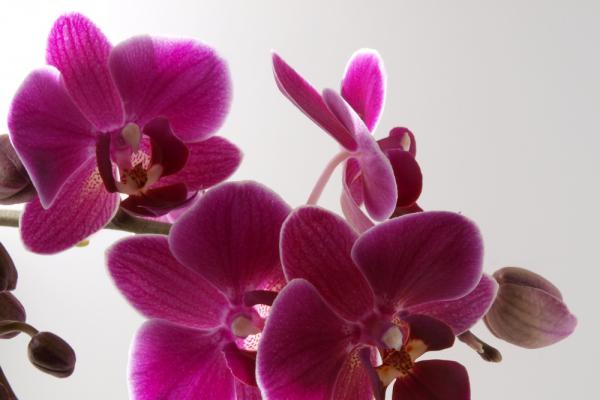 Orchidee im Lichtzelt