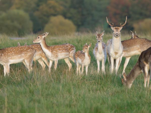 Deer Family